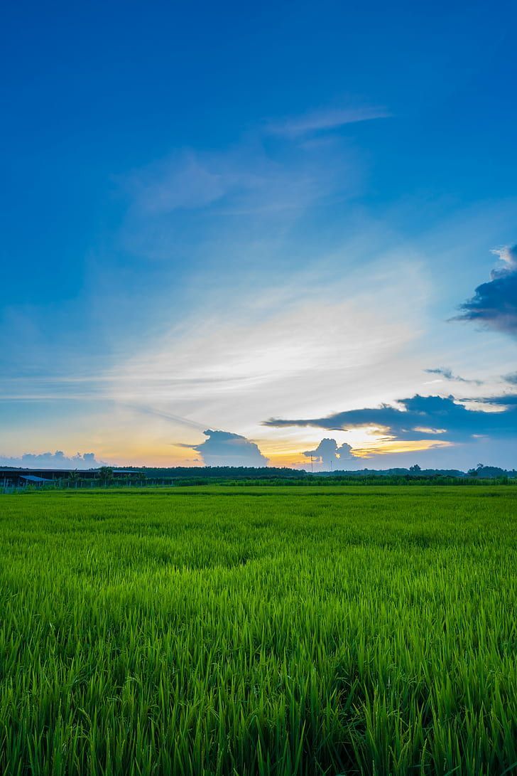 HD Wallpaper: Green Grass Field, Sunset, Vario Tessar, ZA, Sony, Nature, Agriculture. Wallpaper Fl. Field Wallpaper, Grass Background, Beautiful Locations Nature