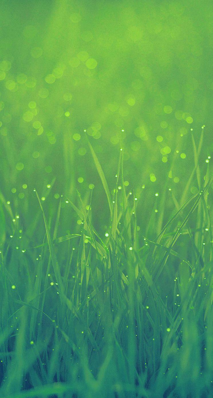 Grass Mobile Wallpaper