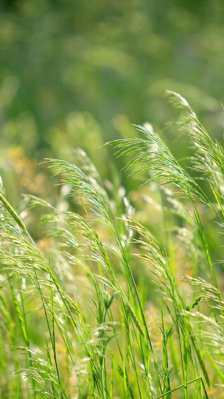 Brome Grass (Bromus) Basin Seeds