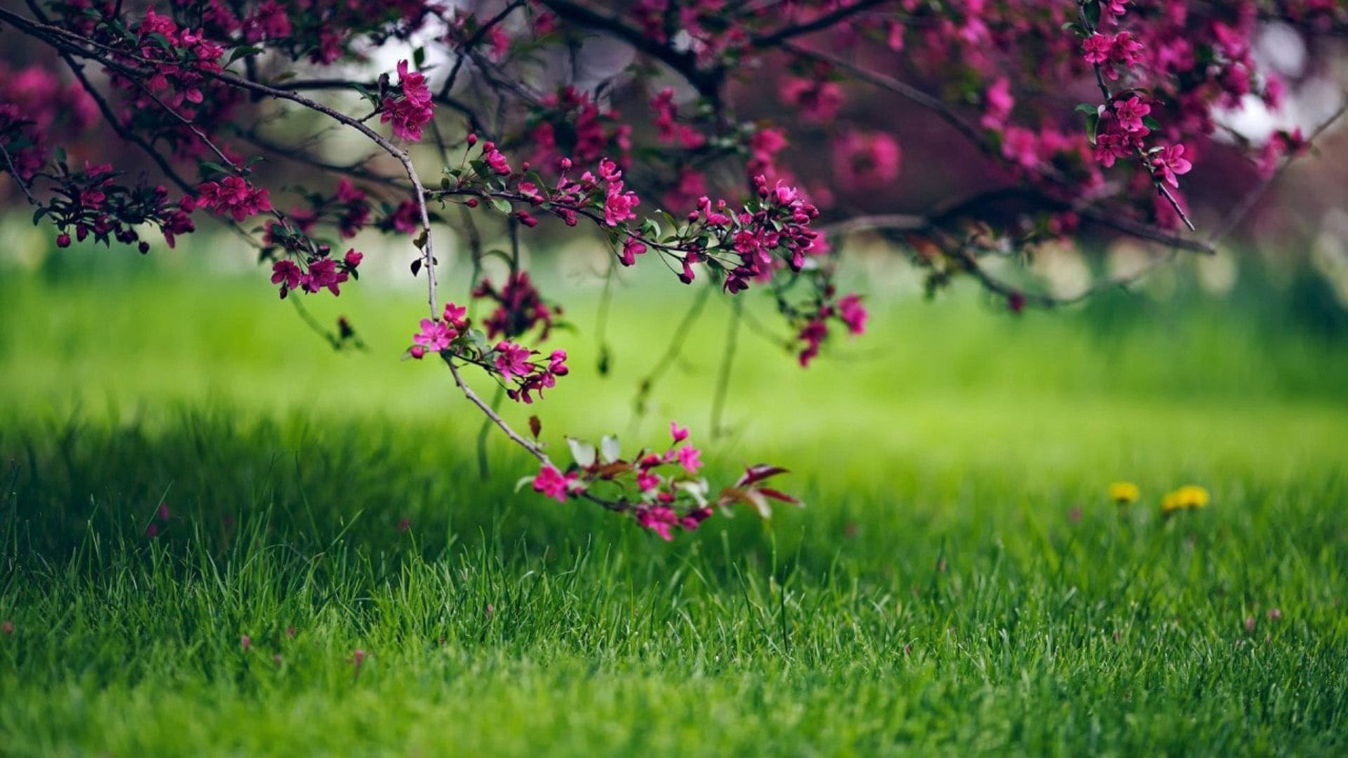 Closeup View Of Green Grass Field And Pink Blossom Flowers Tree Branches HD Nature Wallpaper