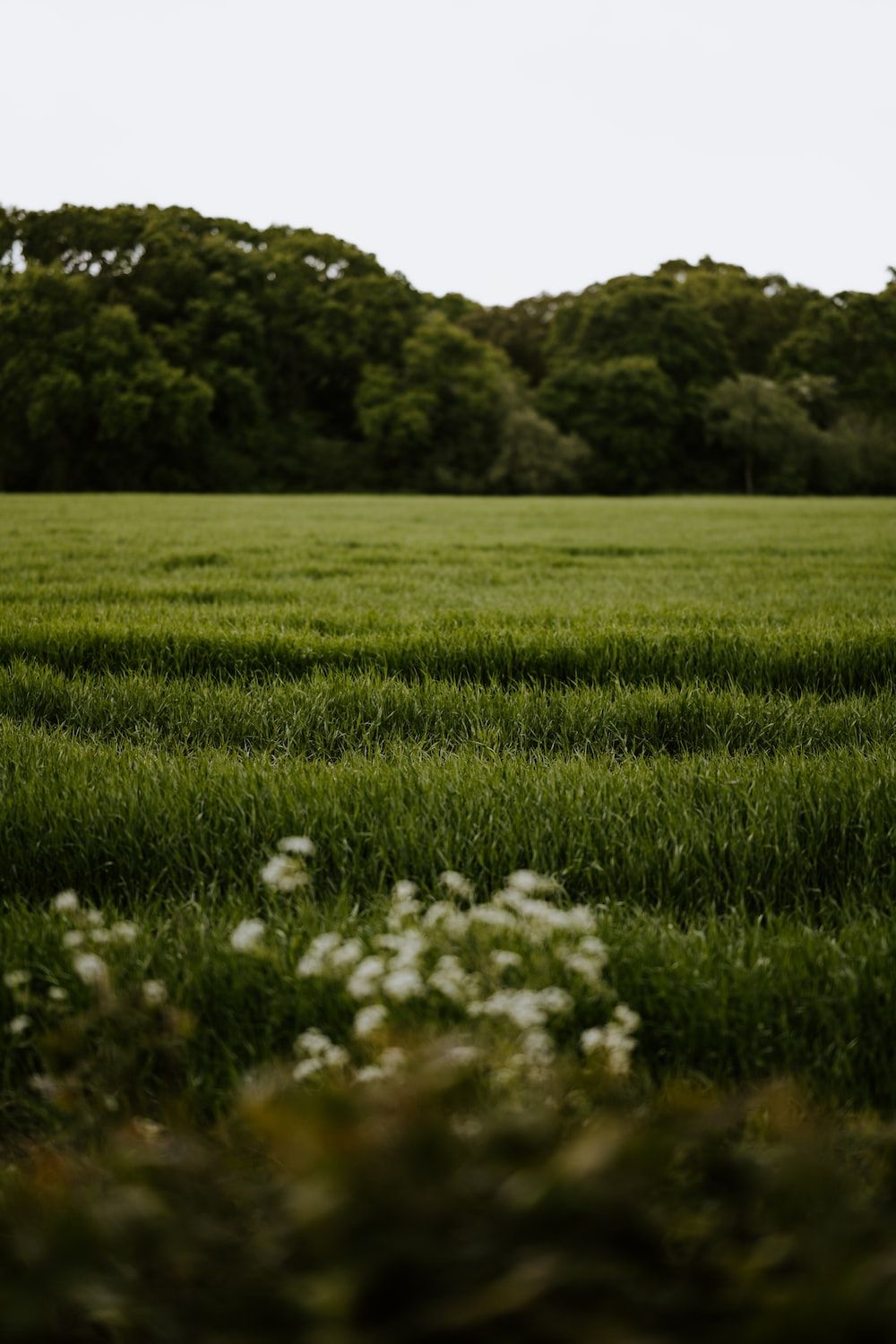 Field Of Grass Picture. Download Free Image