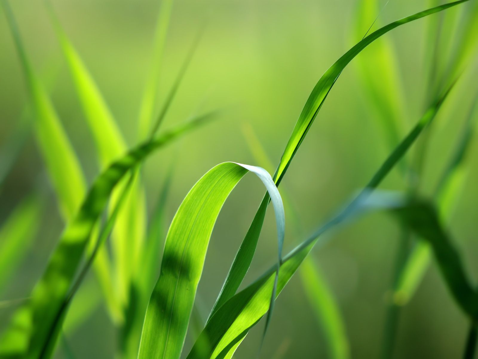 Download Grass wallpaper for mobile phone, free Grass HD picture