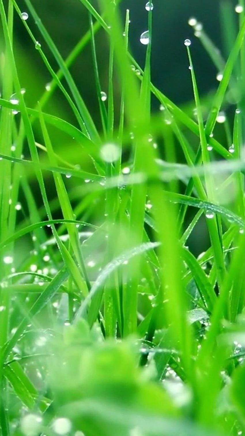 Grass iphone HD wallpaper