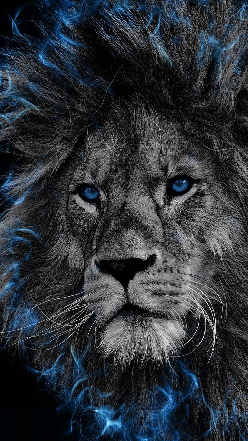 IPhone 14 Pro Lion Wallpaper - lion