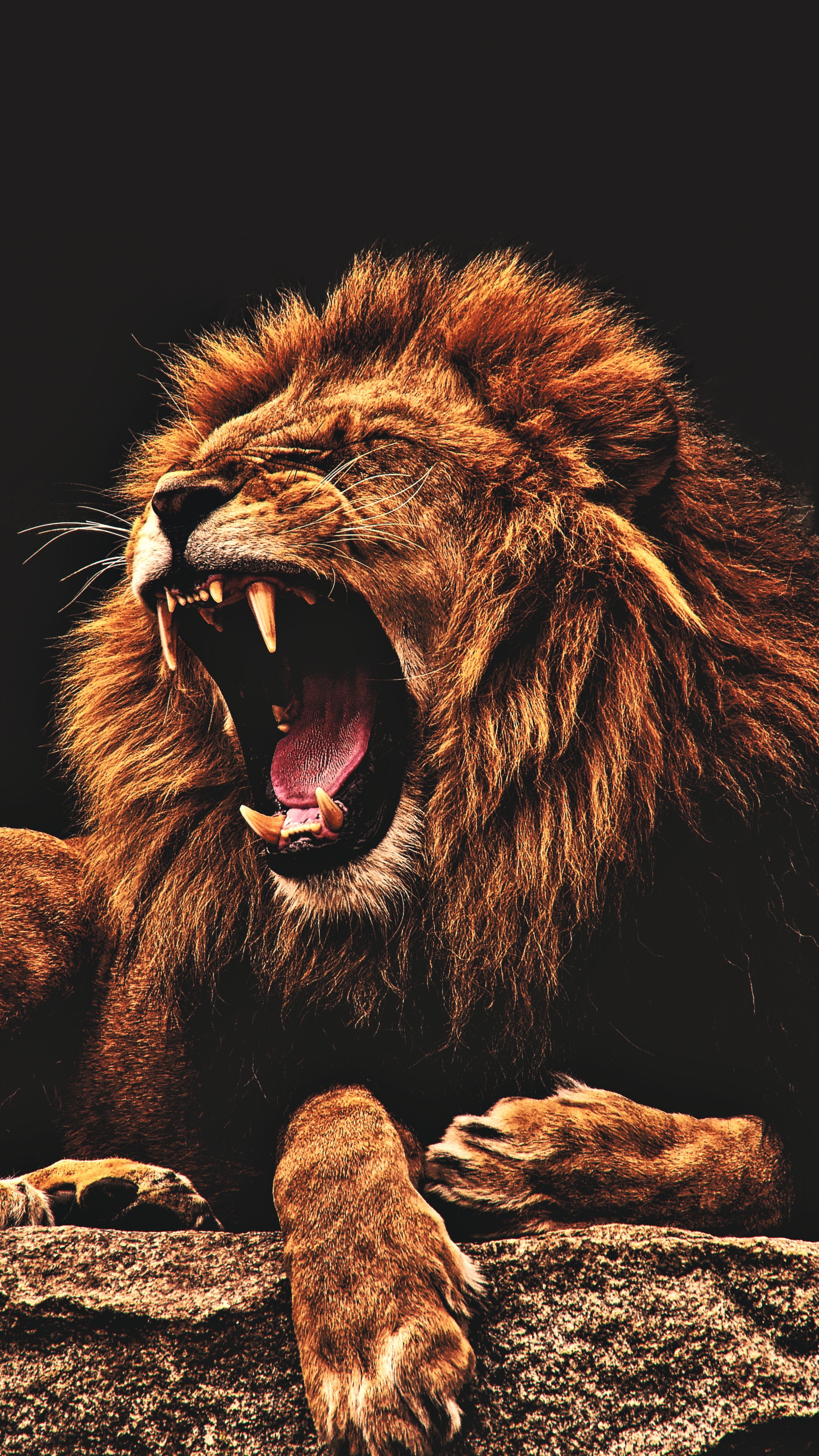 Lion Wallpaper, HD Lion Background, Free Image Download - lion