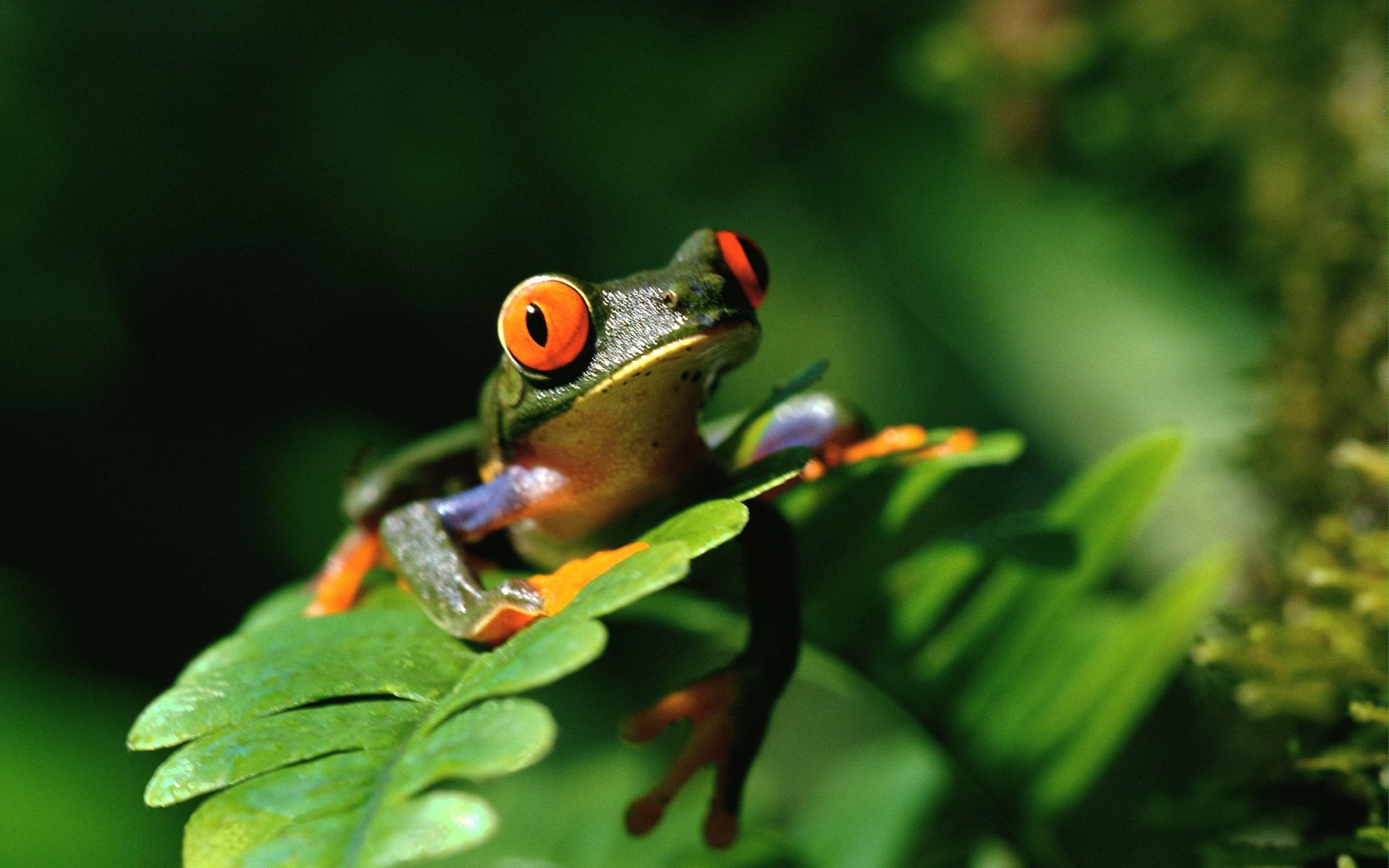 Frog HD Wallpaper and Background