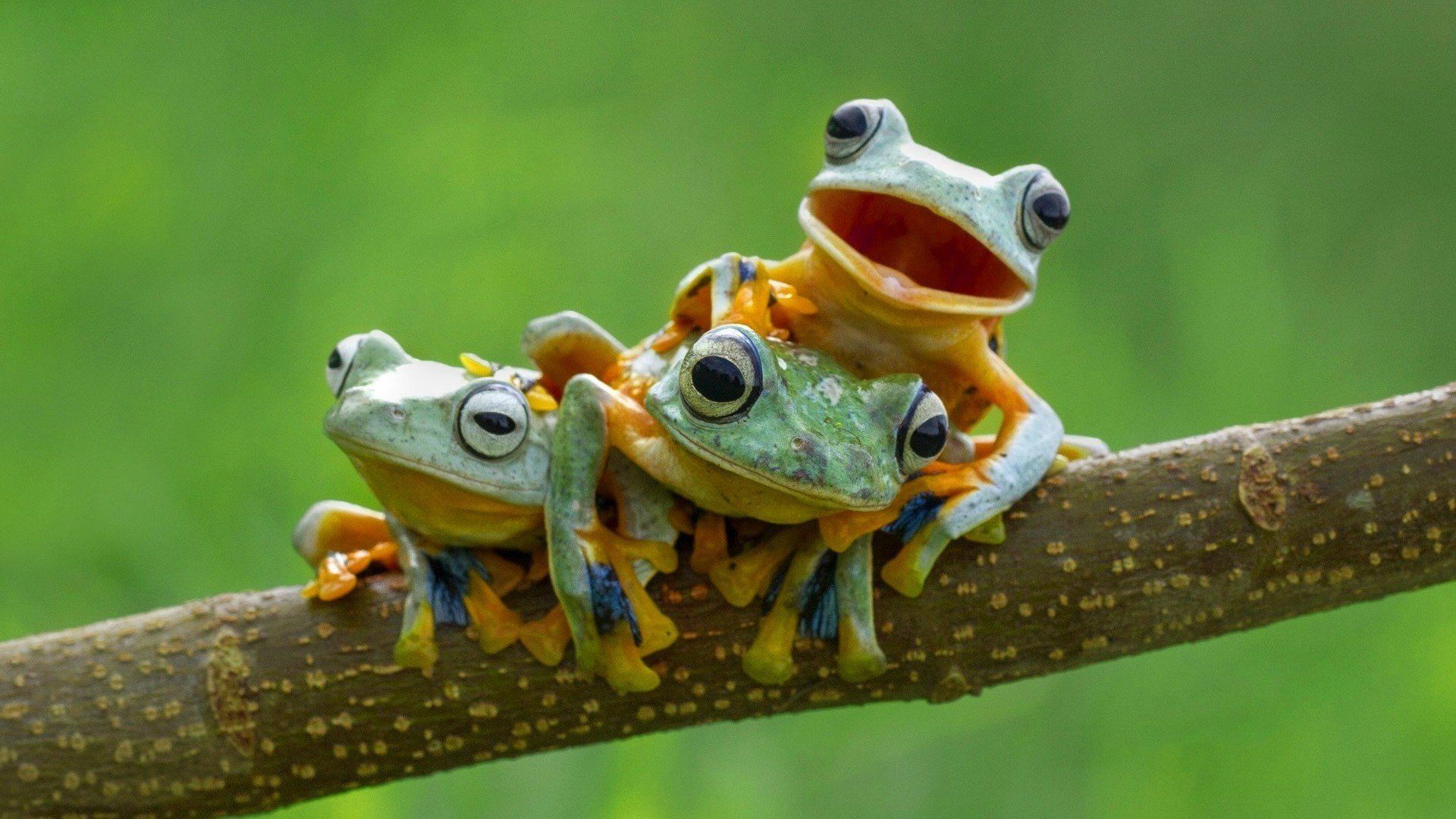 Baby Frogs Wallpaper