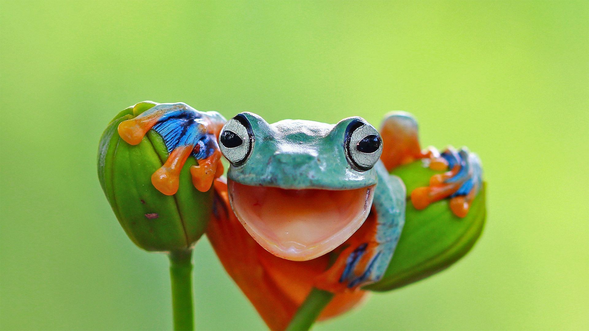 World Frog Day wallpaper