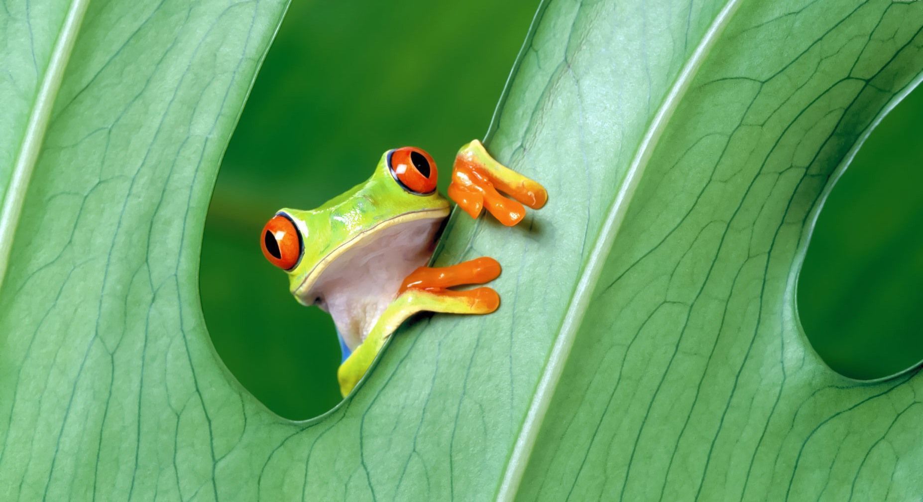 Frog Wallpaper Free. Frog wallpaper, Red eyed tree frog, Animal wallpaper