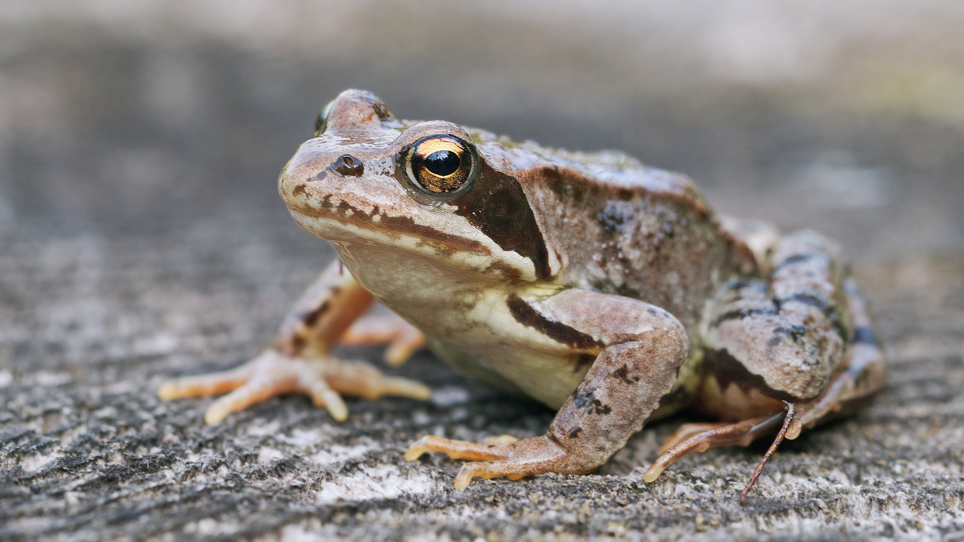 Frog Wallpaper, Android & Desktop Background