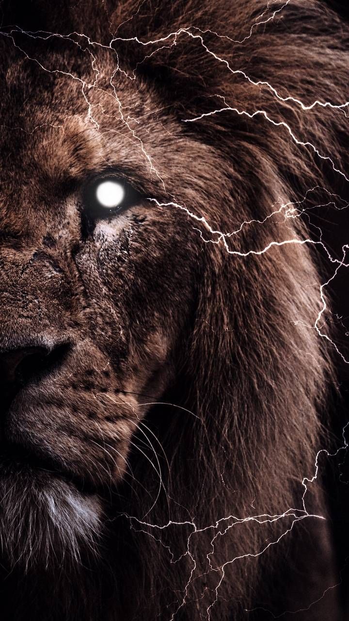 iPhone Wallpaper for iPhone iPhone iPhone X, iPhone XR, iPhone 8 Plus High Quality Wallpape. Lion wallpaper, Lion wallpaper iphone, Wild animal wallpaper