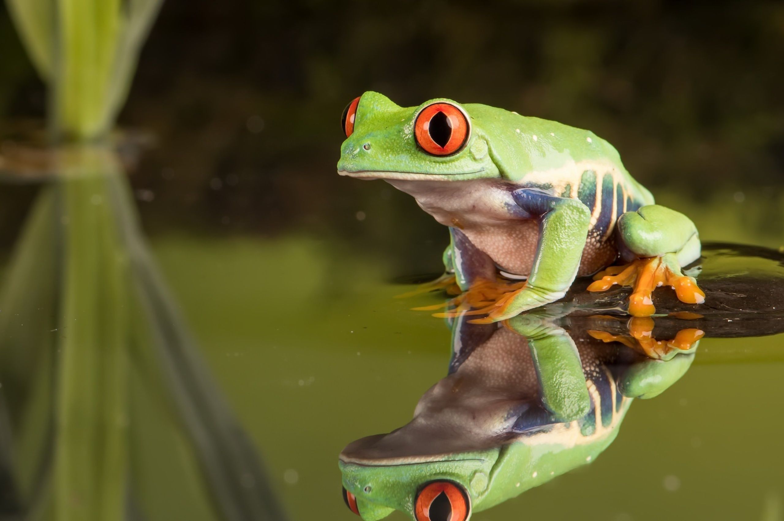 Frog Chromebook Pixel HD 4k Wallpaper, Image, Background, Photo and Picture