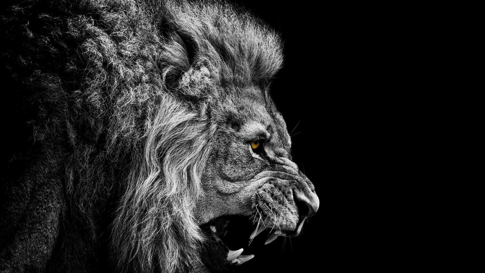 Lion Wallpaper Black And White