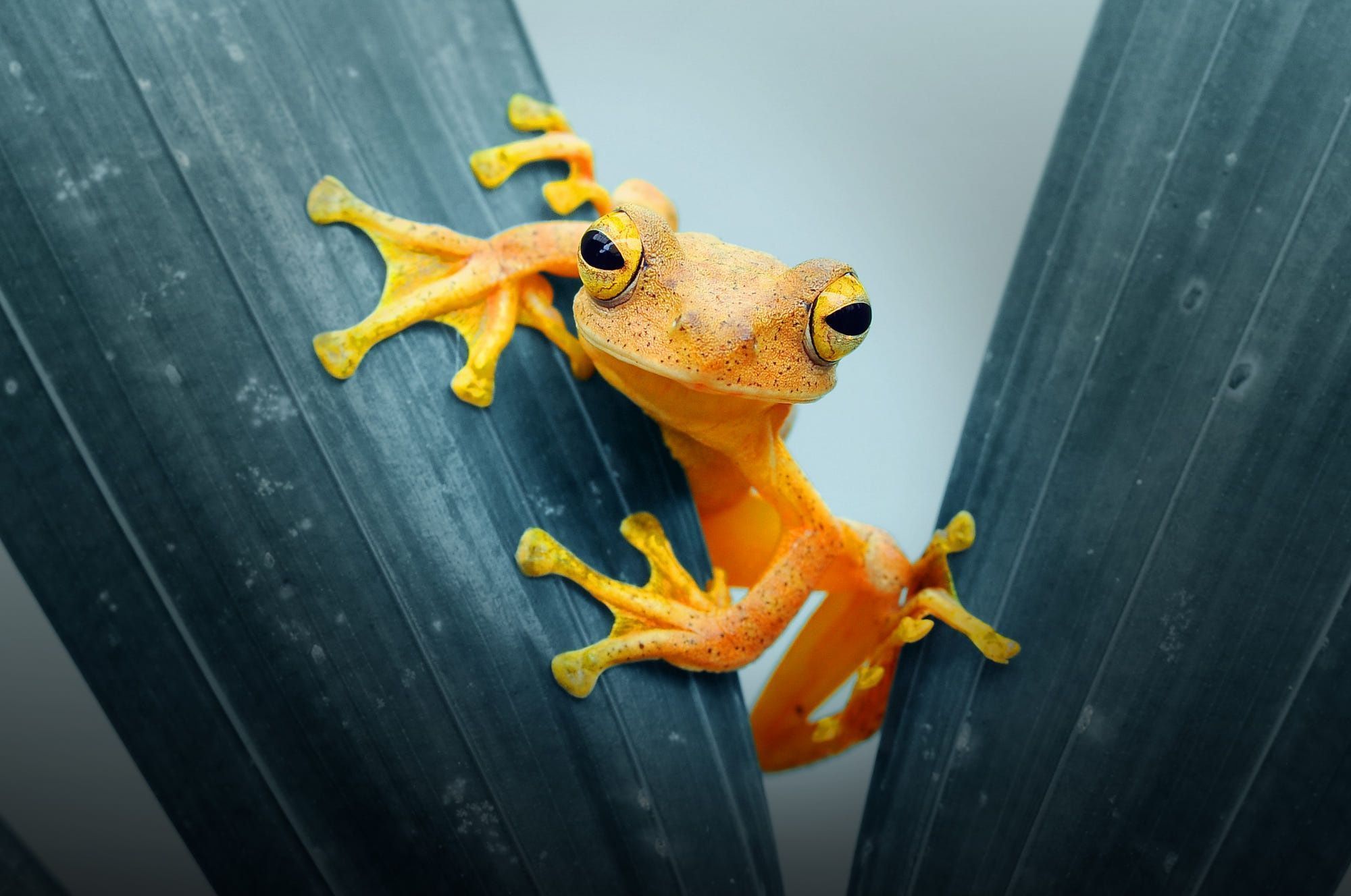 Amphibian HD Wallpaper and Background