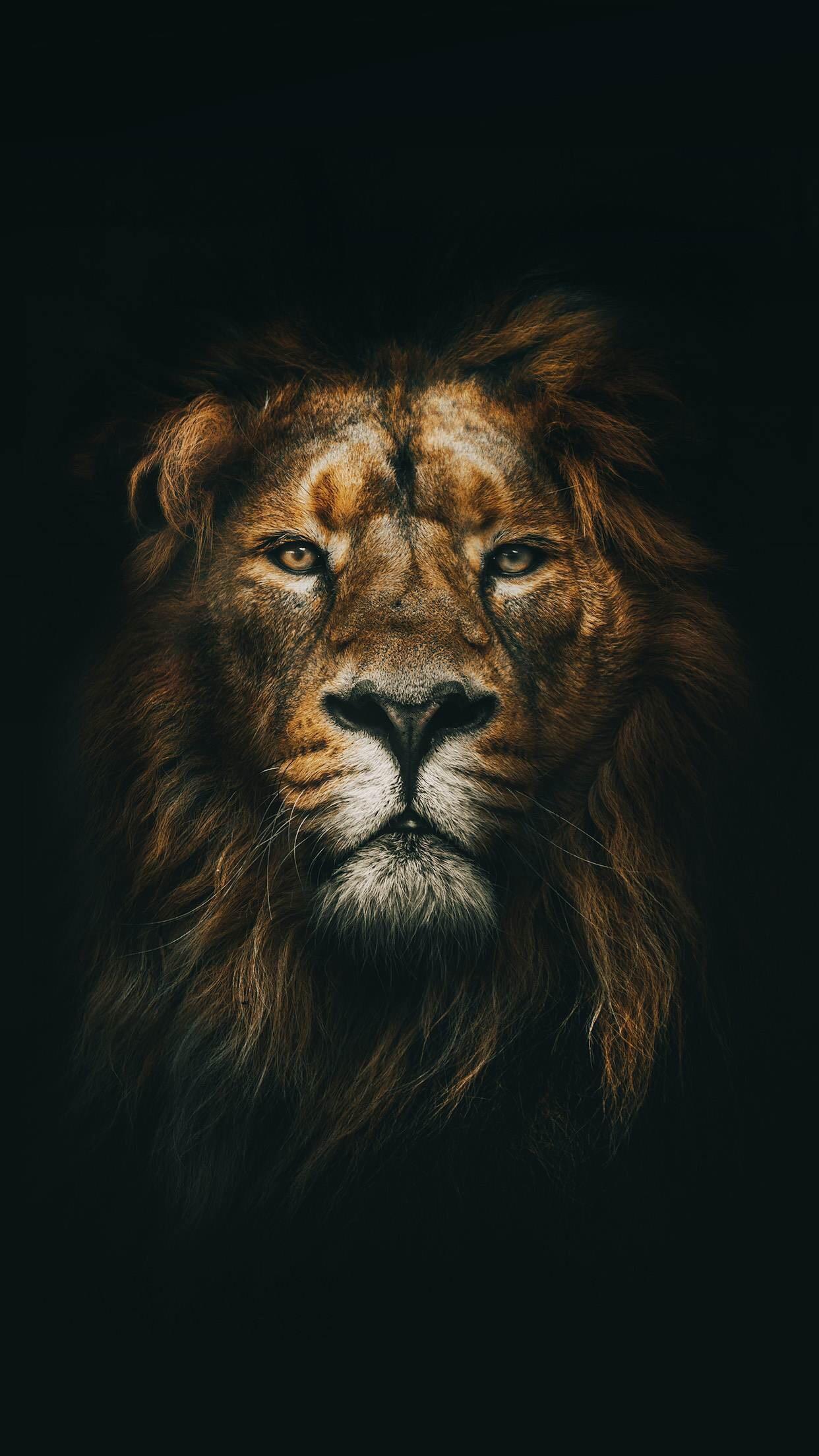 Lion iPhone Wallpaper