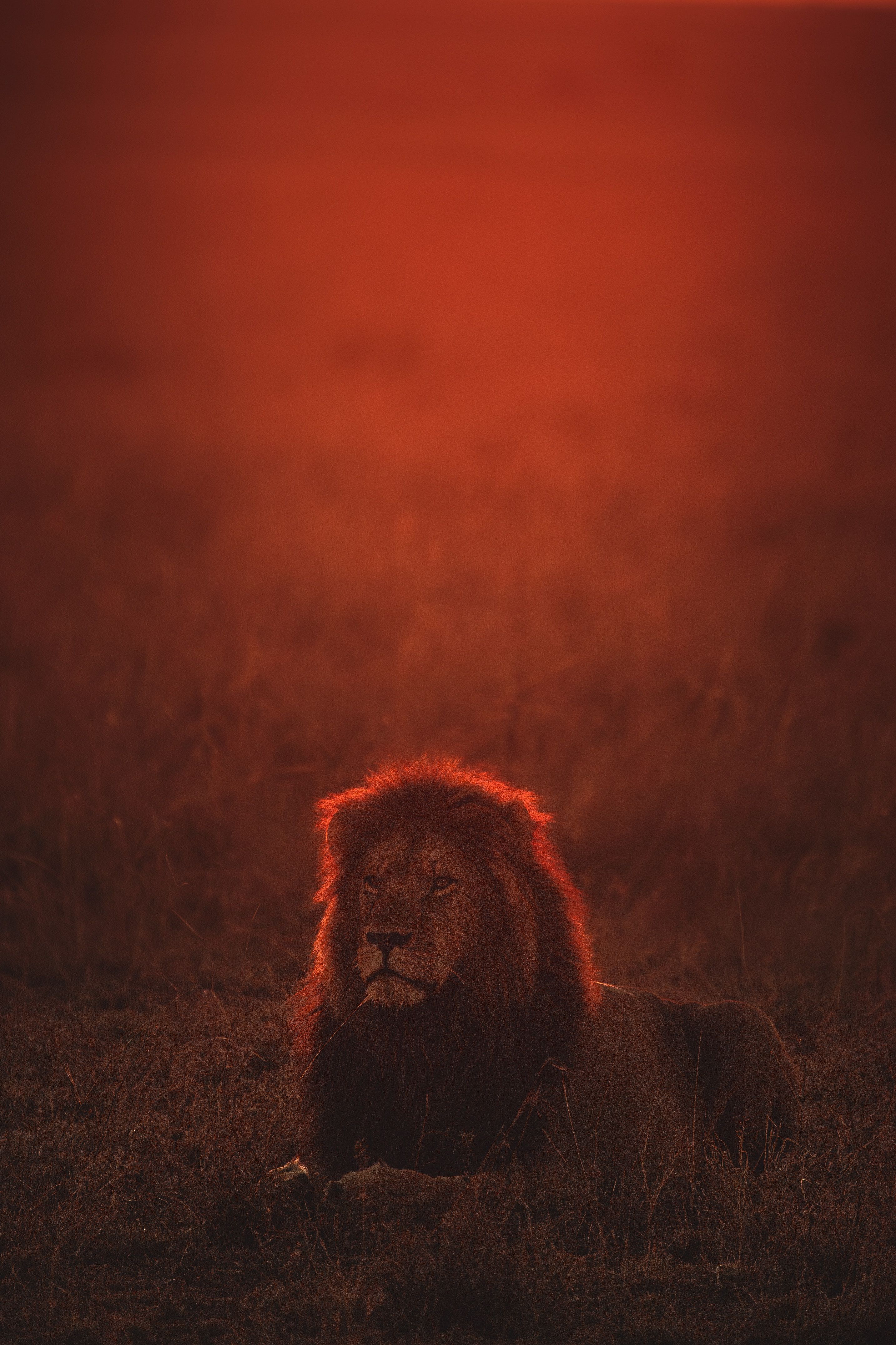 Download Lion wallpaper for mobile phone, free Lion HD picture