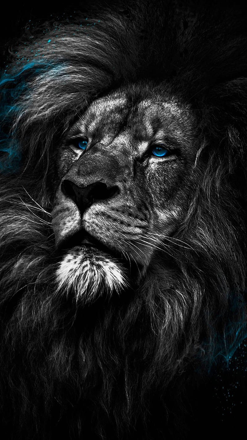 King, black, lion, lions, HD phone wallpaper