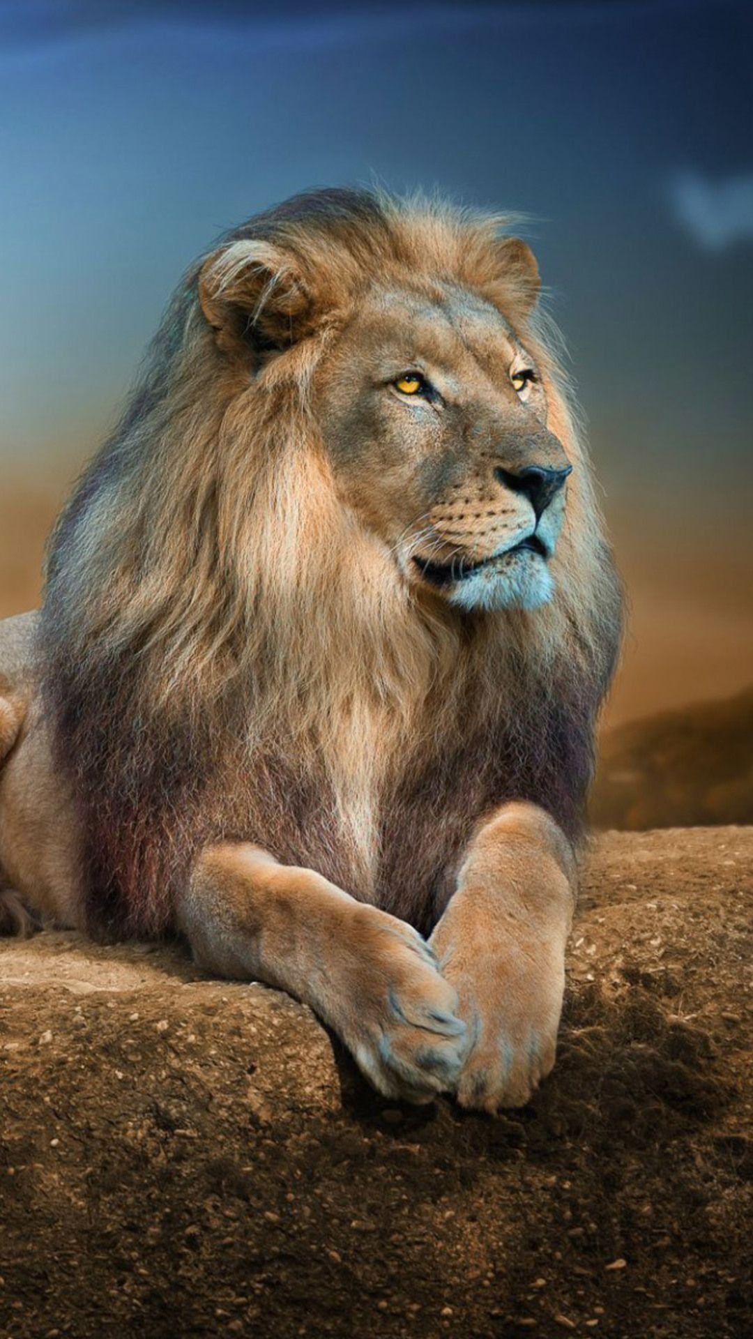 Angry Lion Look Wallpaper Download