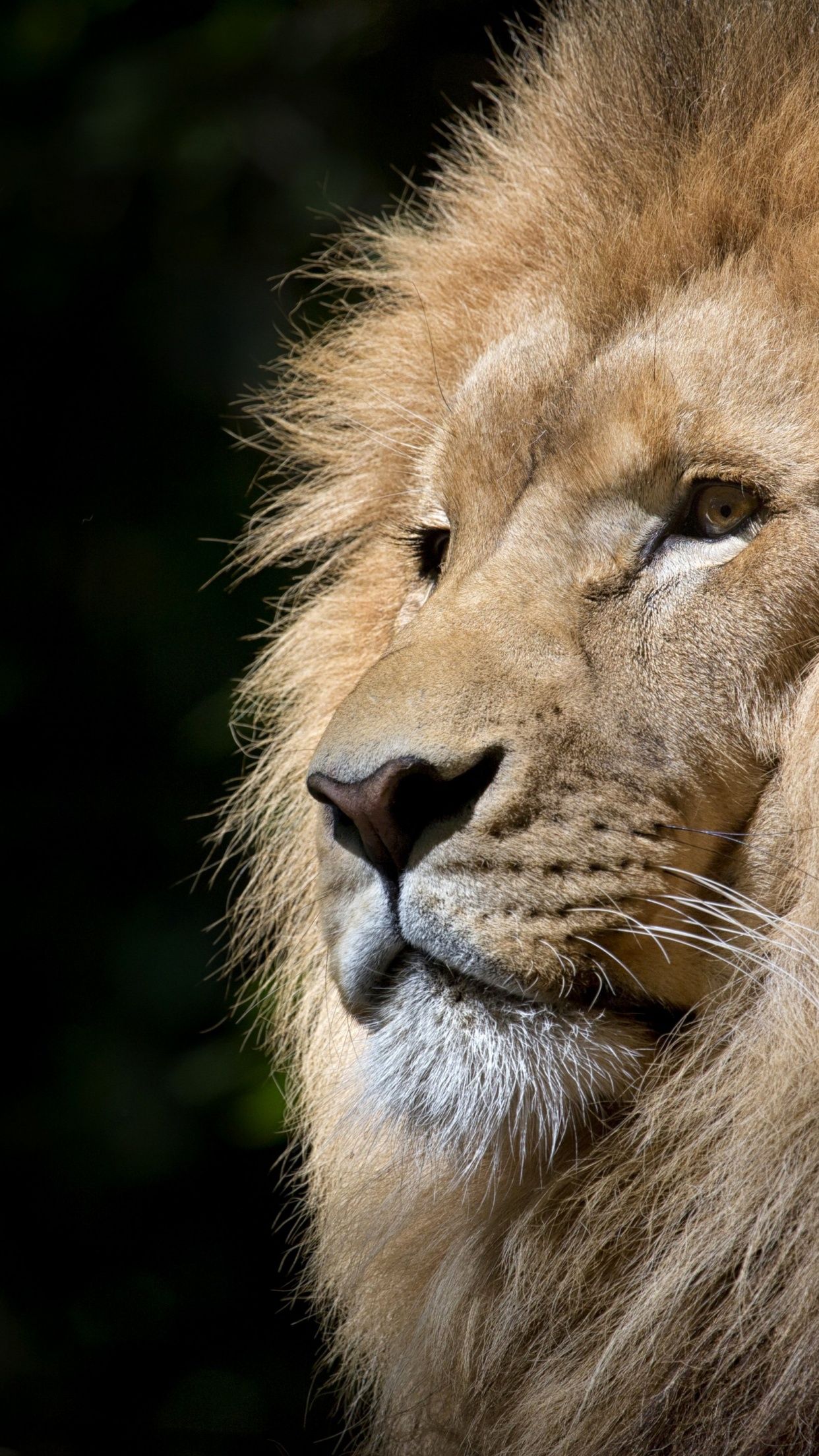 African Lion Wallpaper 4K, Face, Big cat, Predator