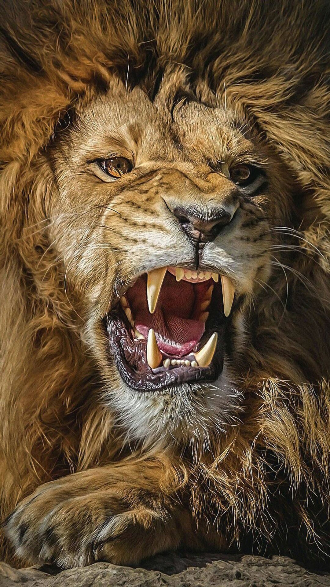 Best Lion iPhone Wallpaper Download