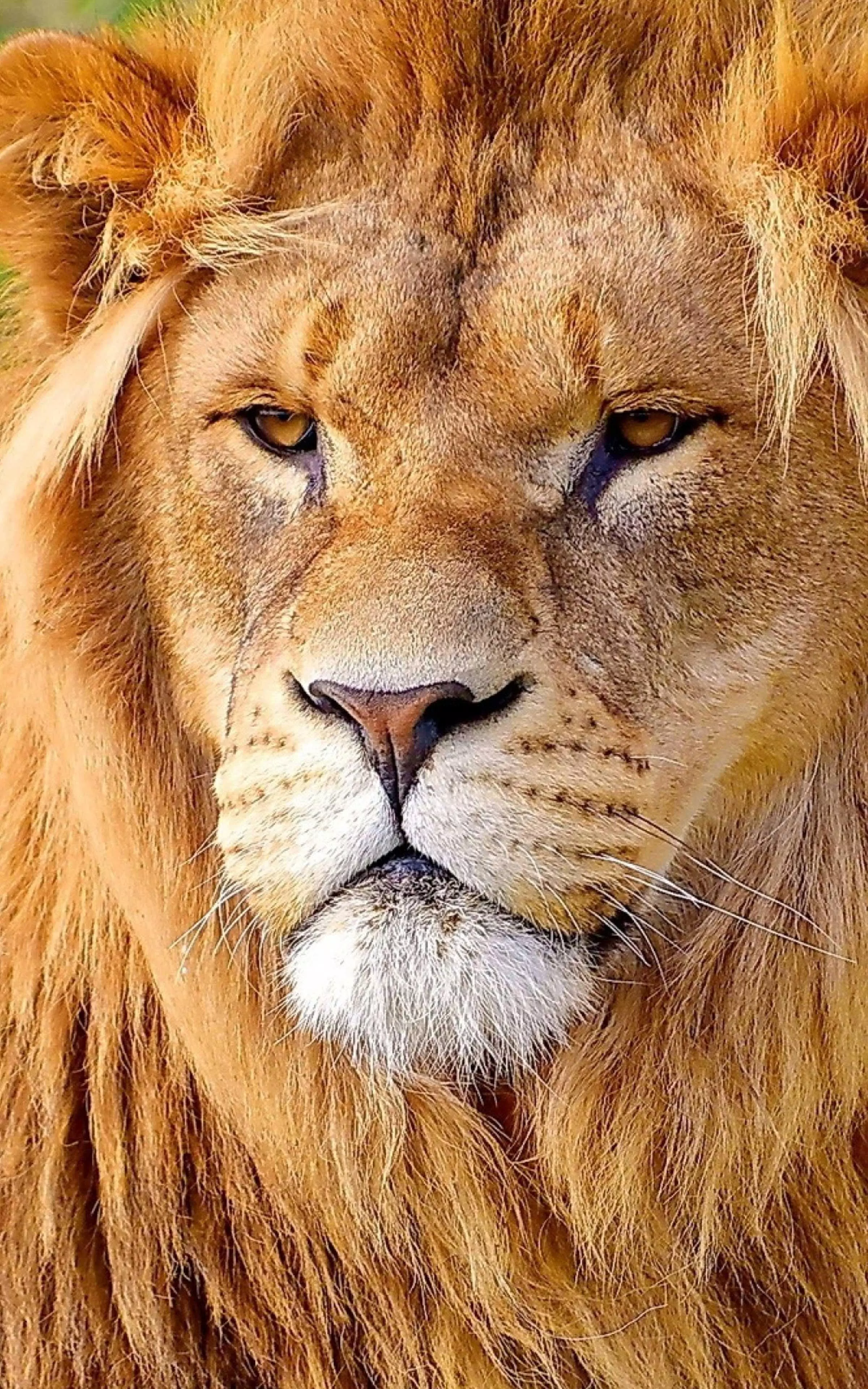 Lion Wallpaper for Mobile Lion Wallpaper APK for Android Download