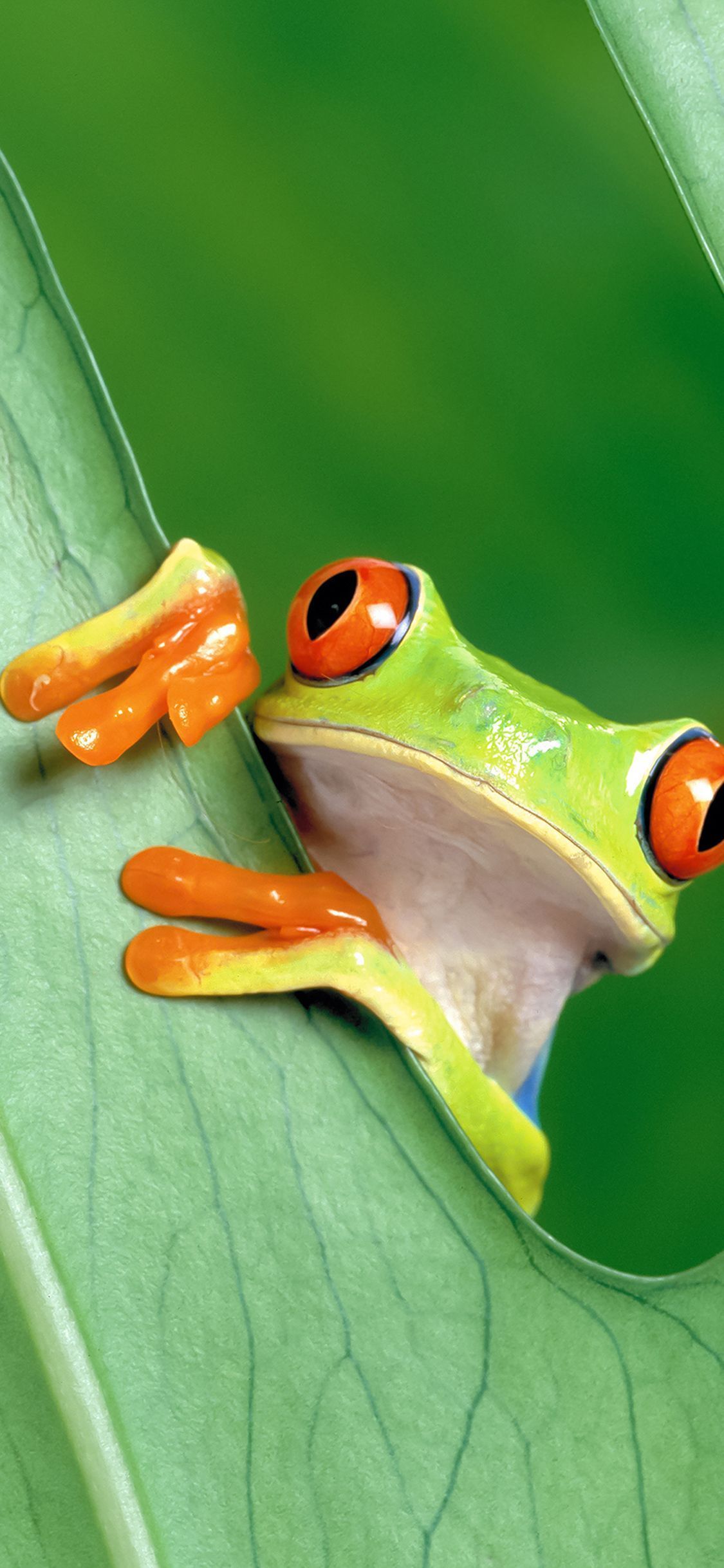 Frog Wallpaper Download