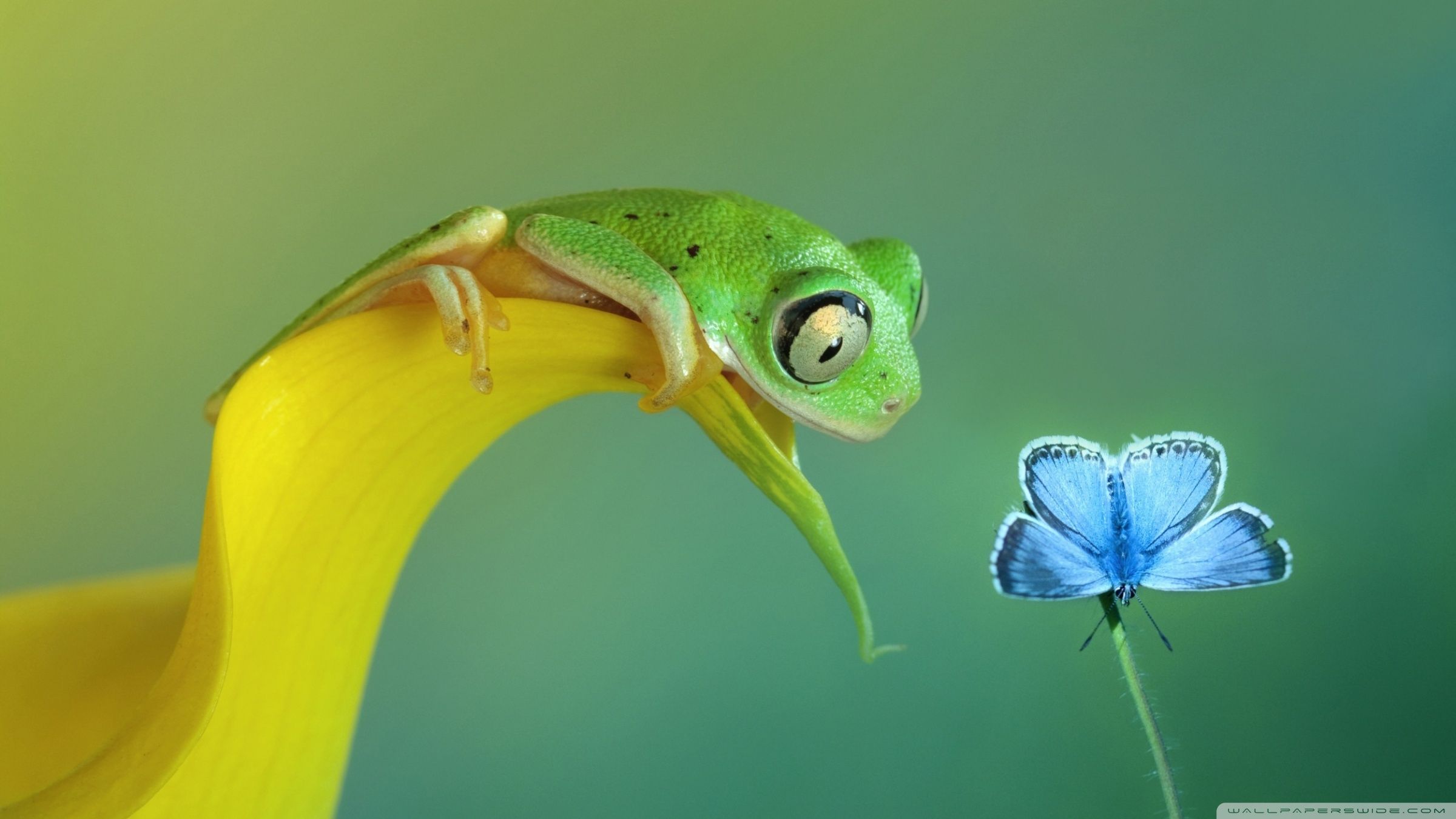 Cute Frog Ultra HD Desktop Background Wallpaper for 4K UHD TV : Widescreen & UltraWide Desktop & Laptop : Tablet