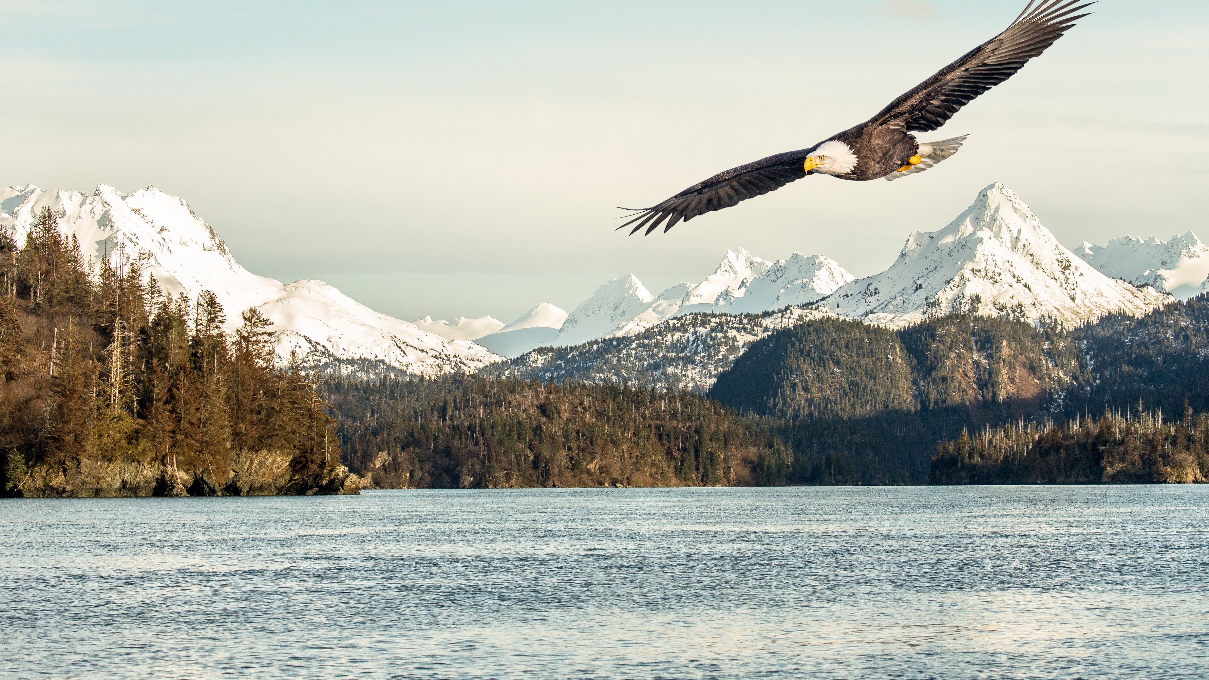 Wallpaper eagle, mountains, lake, 5k, Animals