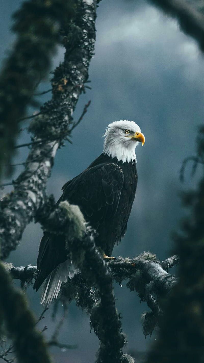 Bald Eagle, bird, nature, wild, HD phone wallpaper