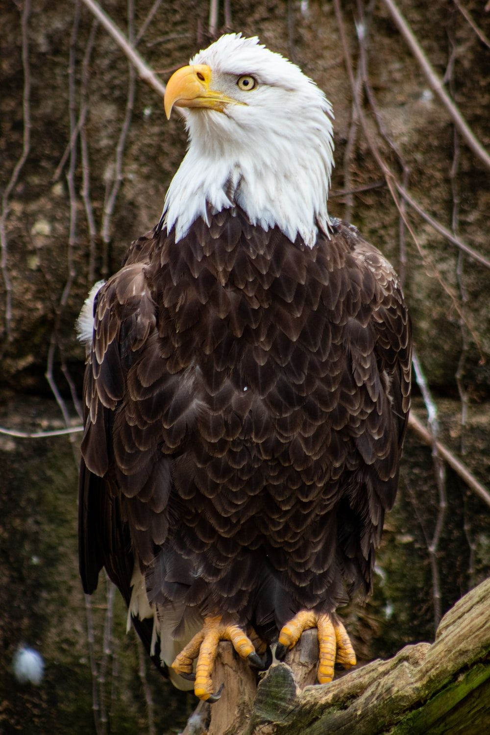 Eagle Picture. Download Free Image