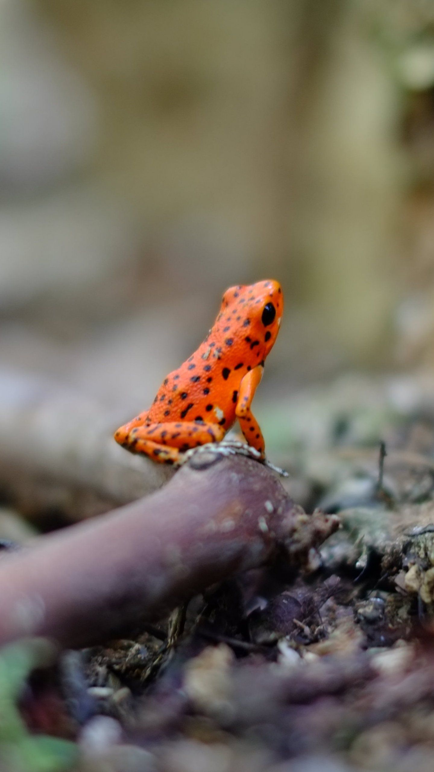 Orange Frog Wallpaper, Android & Desktop Background