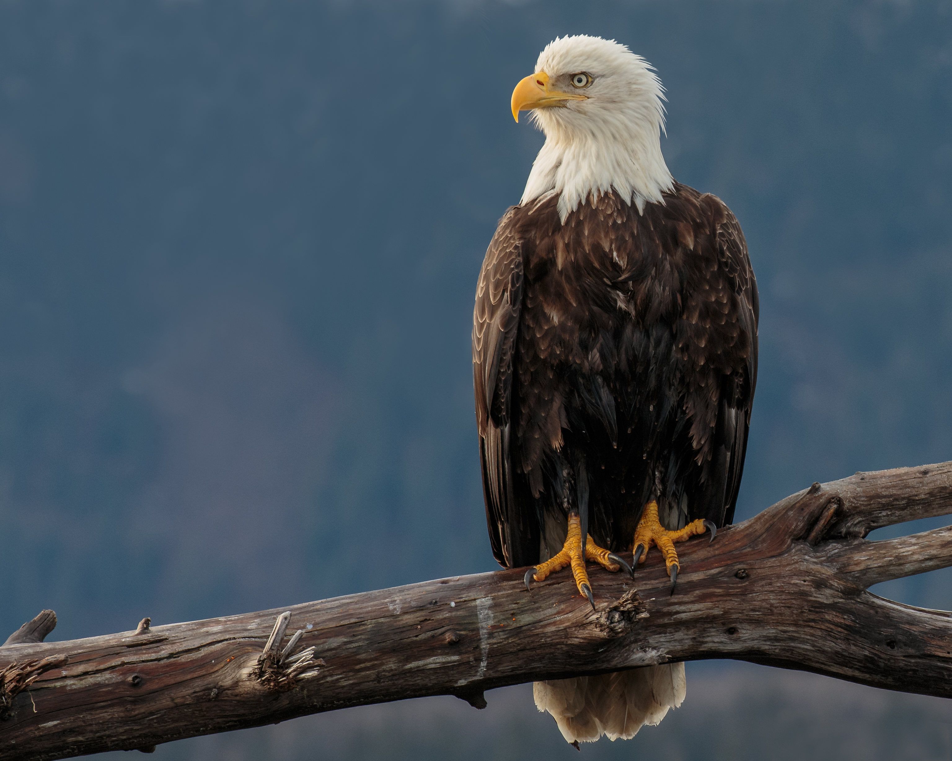 Download Eagle wallpaper for mobile phone, free Eagle HD picture