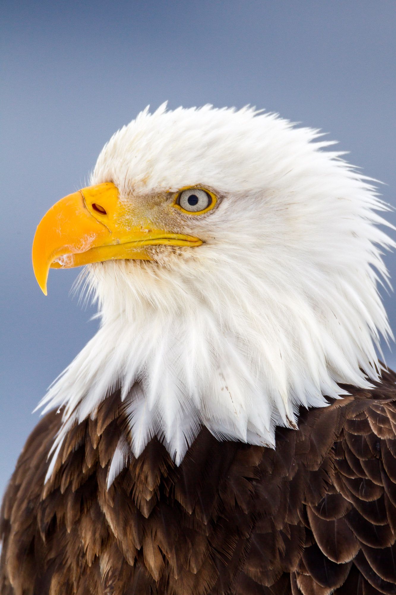 Closeup Portrait Of American Bald Eagle Fine Art Photo. Photo by Joseph C. Filer