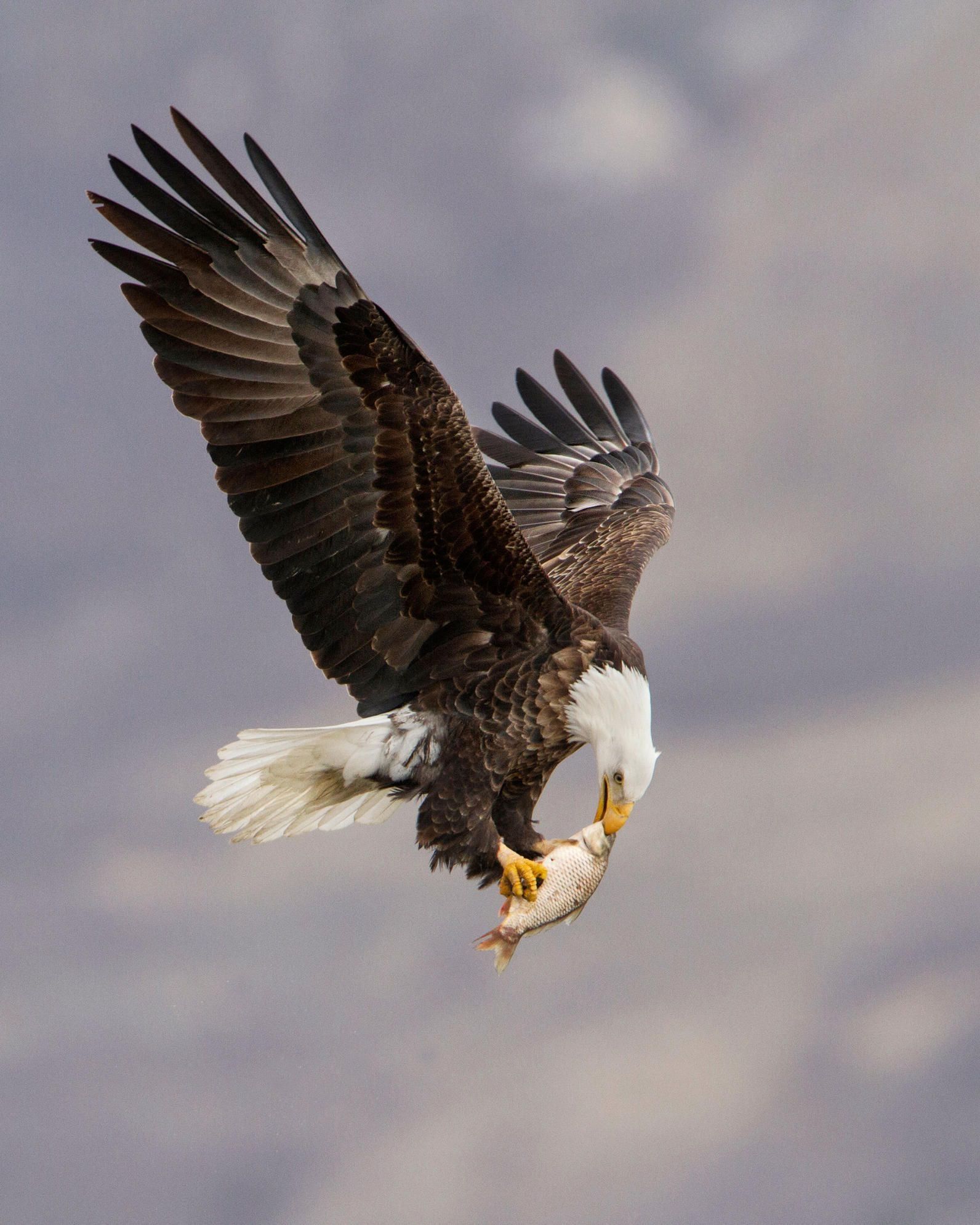 Eagle Wallpaper Download