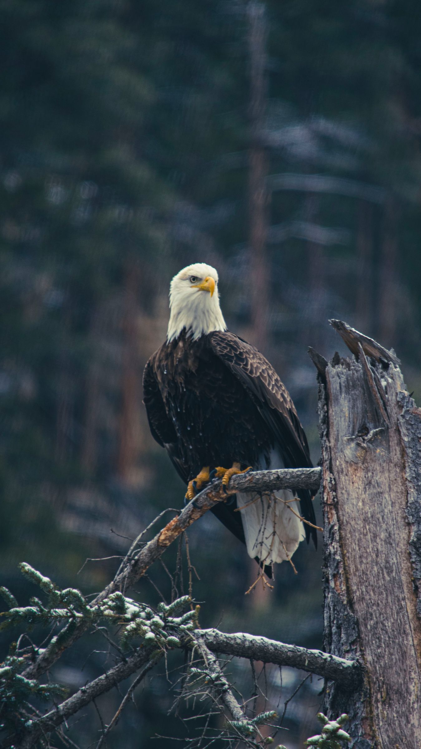 Download wallpaper 1350x2400 bald eagle, eagle, bird, predator, branch iphone 8+/7+/6s+/for parallax HD background