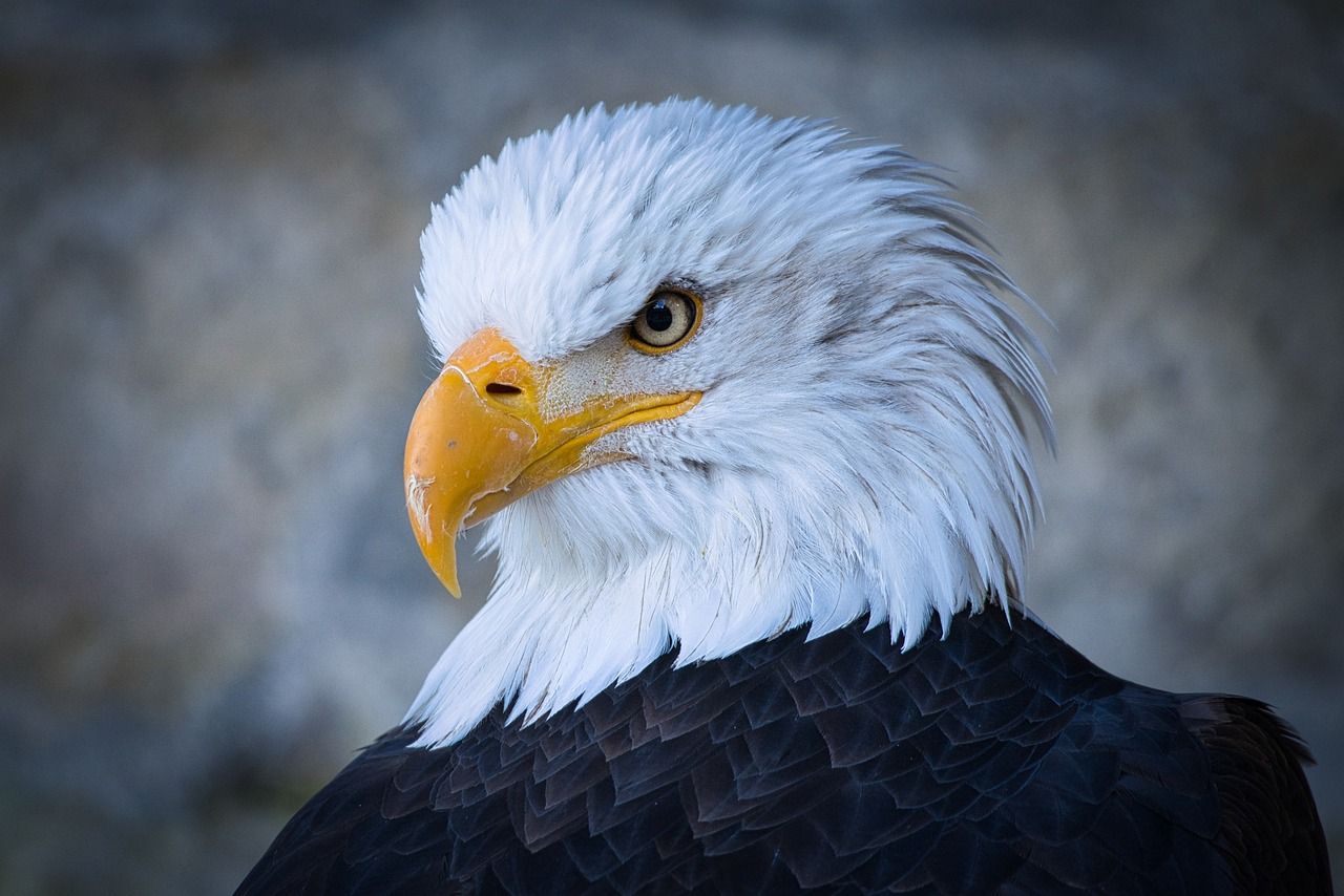 Eagle Head Birds Of Prey