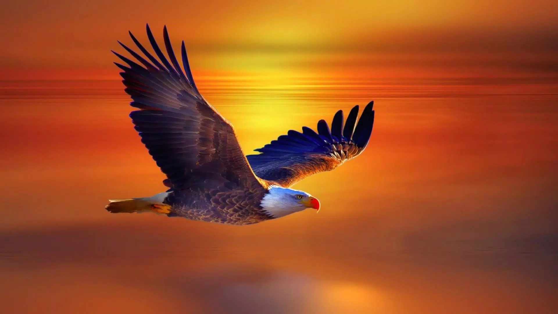 Flying Eagle. Live Wallpaper APK for Android Download