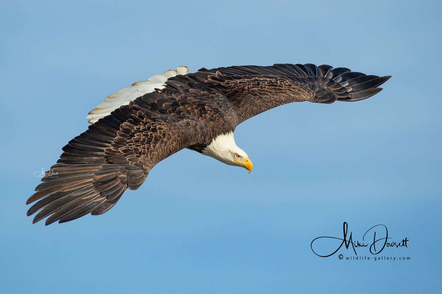 Wildlife Gallery>Amazing Bald Eagle Photo