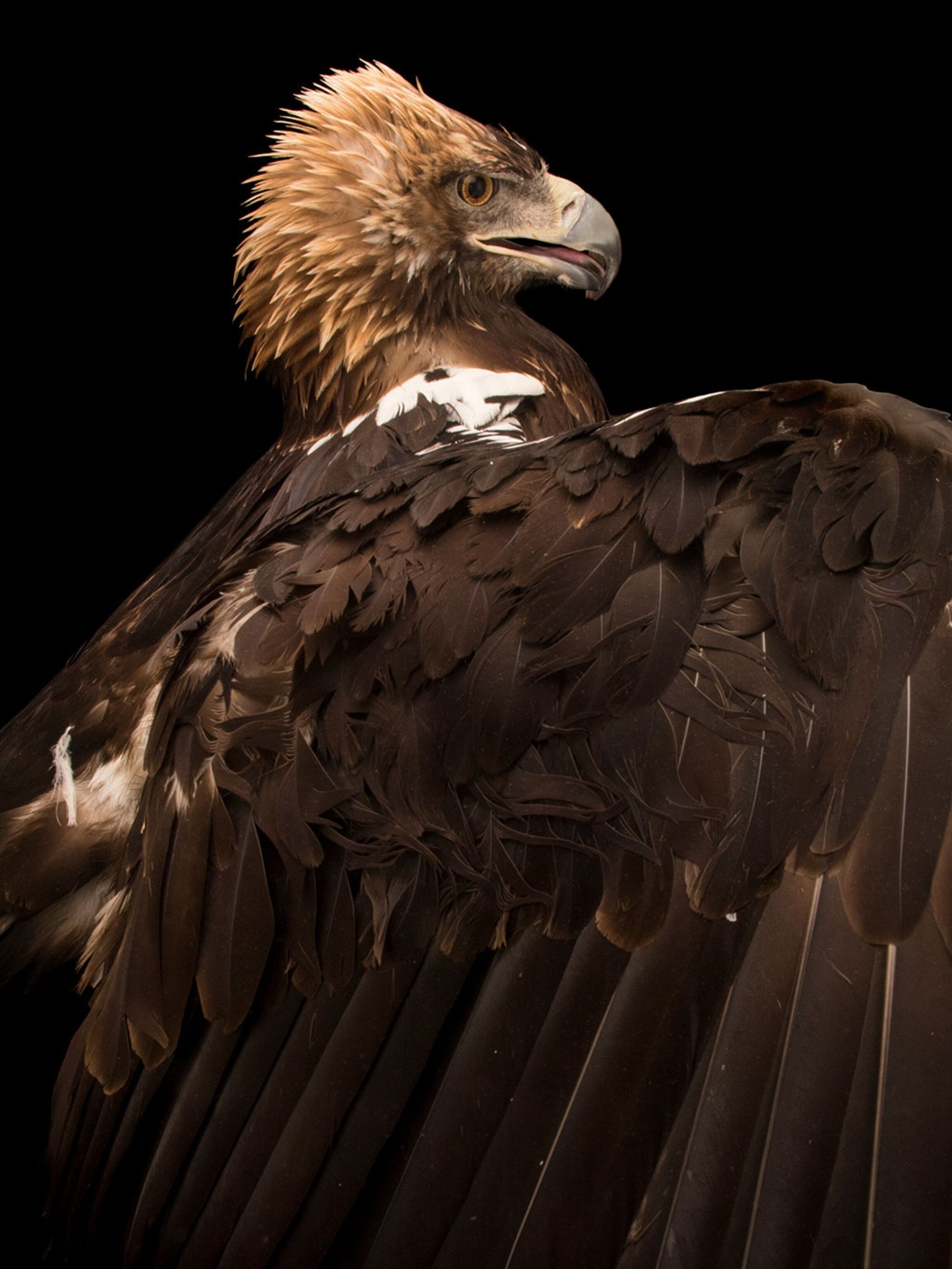 Picture of Eagles from Around the World