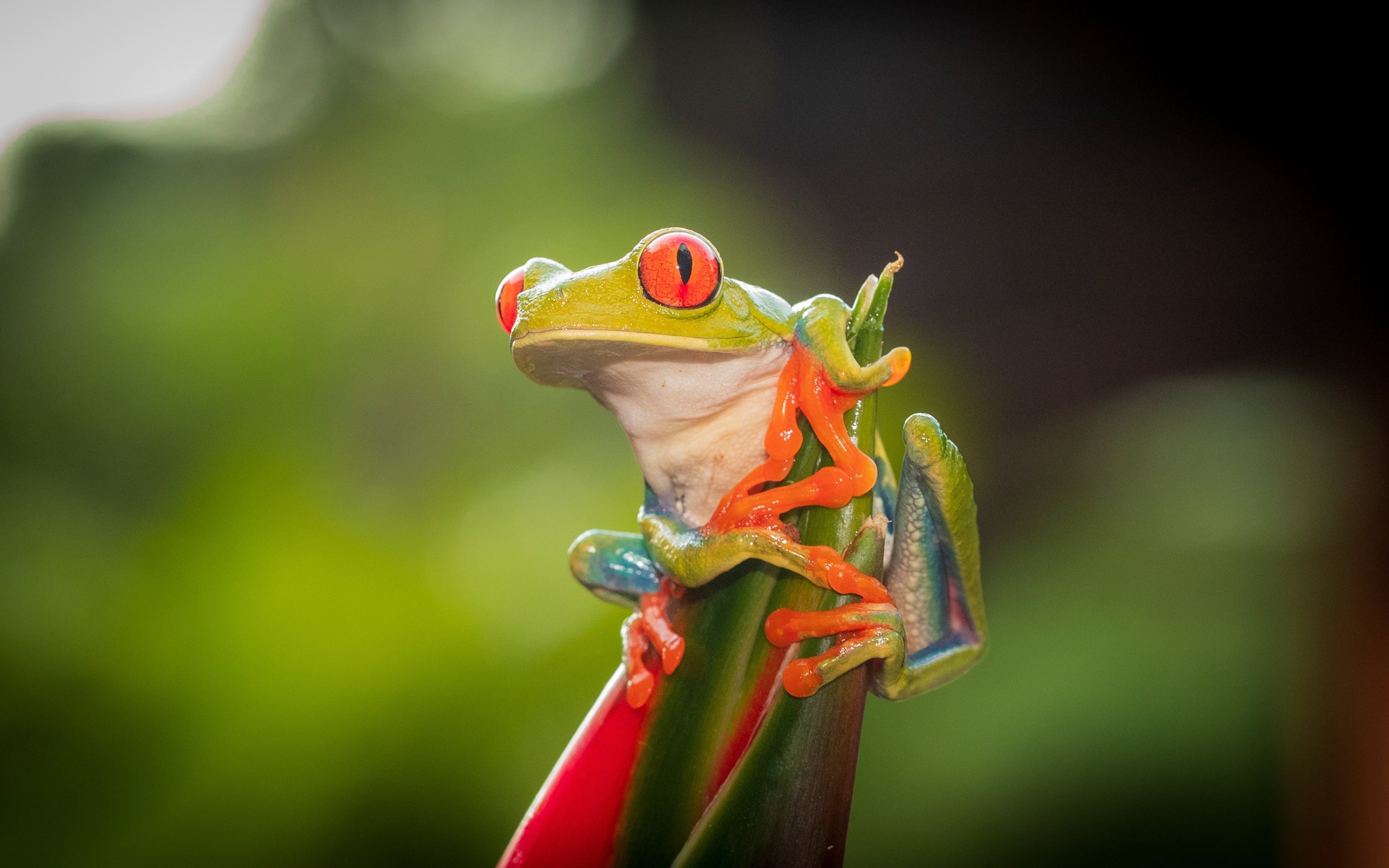 Red eye tree frog Wallpaper 4k Ultra HD