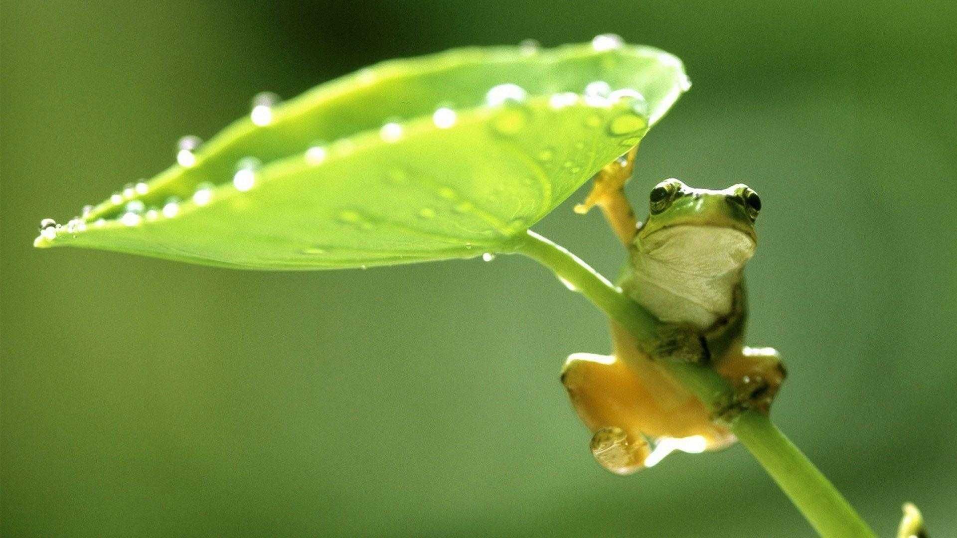 Frog HD Wallpaper Discover More Frog, Nature Wallpaper. 97586 Frog Hd Wallpaper. Frog Wallpaper, Frog, HD Wallpaper