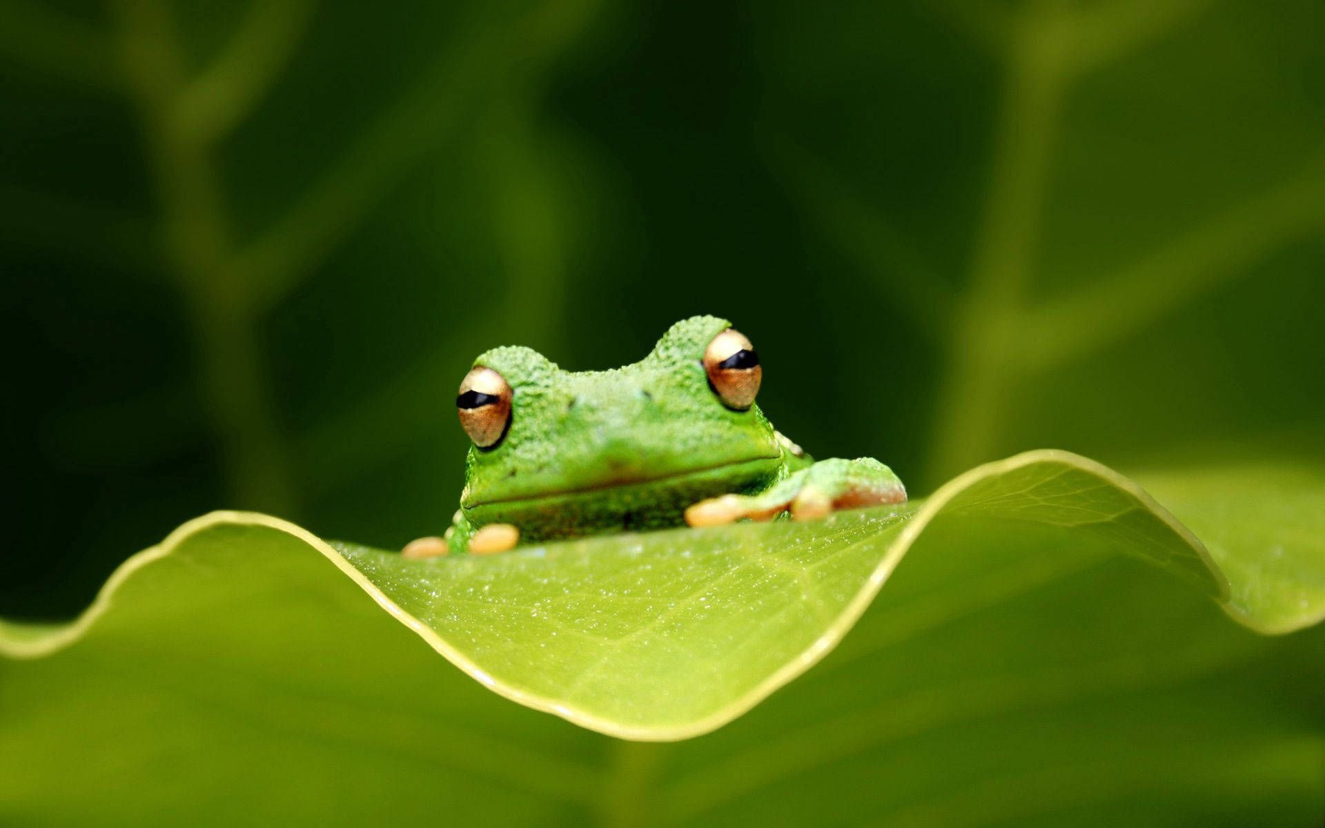 Download Close Up Green Frog Wallpaper