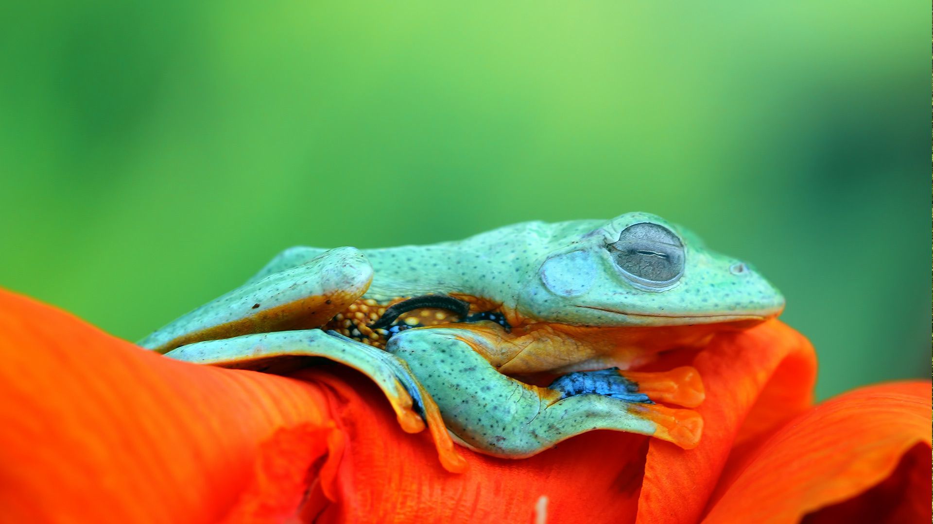 Frog HD Wallpaper and Background