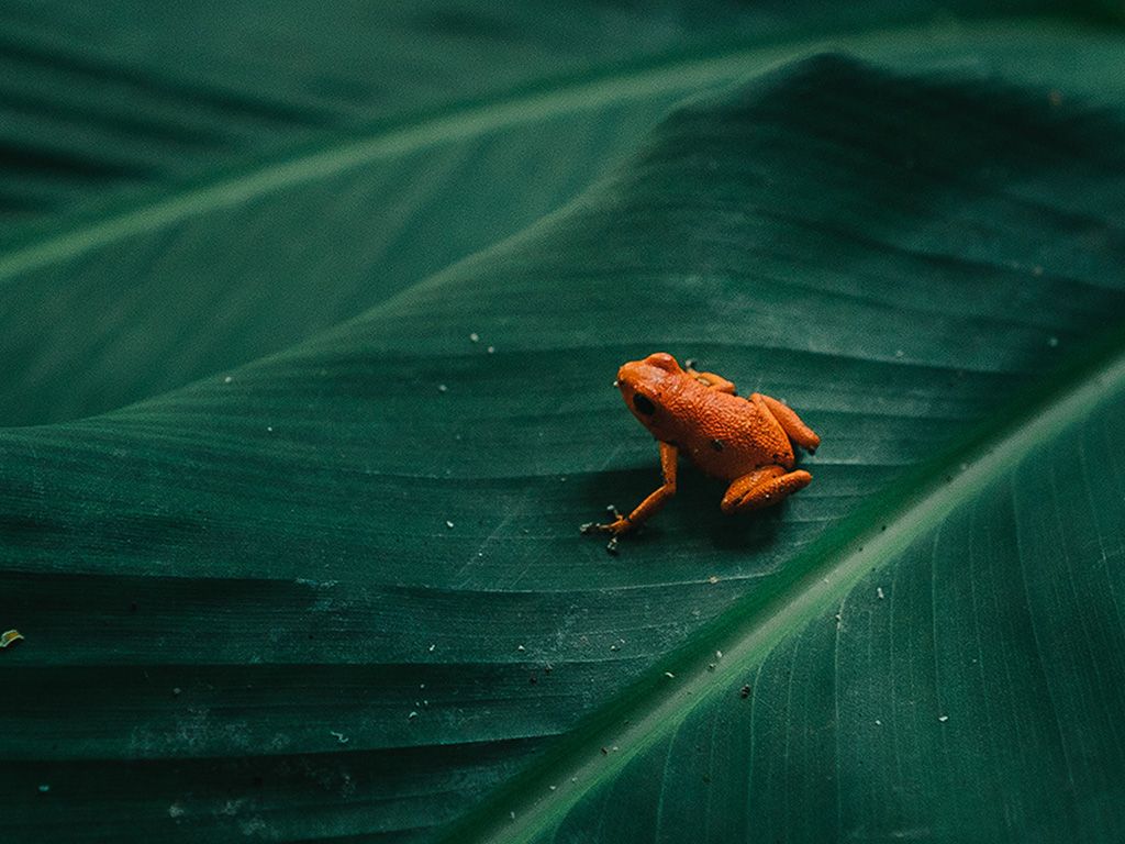 Frog Leaf Orange Nature Art Wallpaper