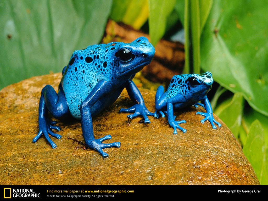 Poison Dart Frog Wallpaper