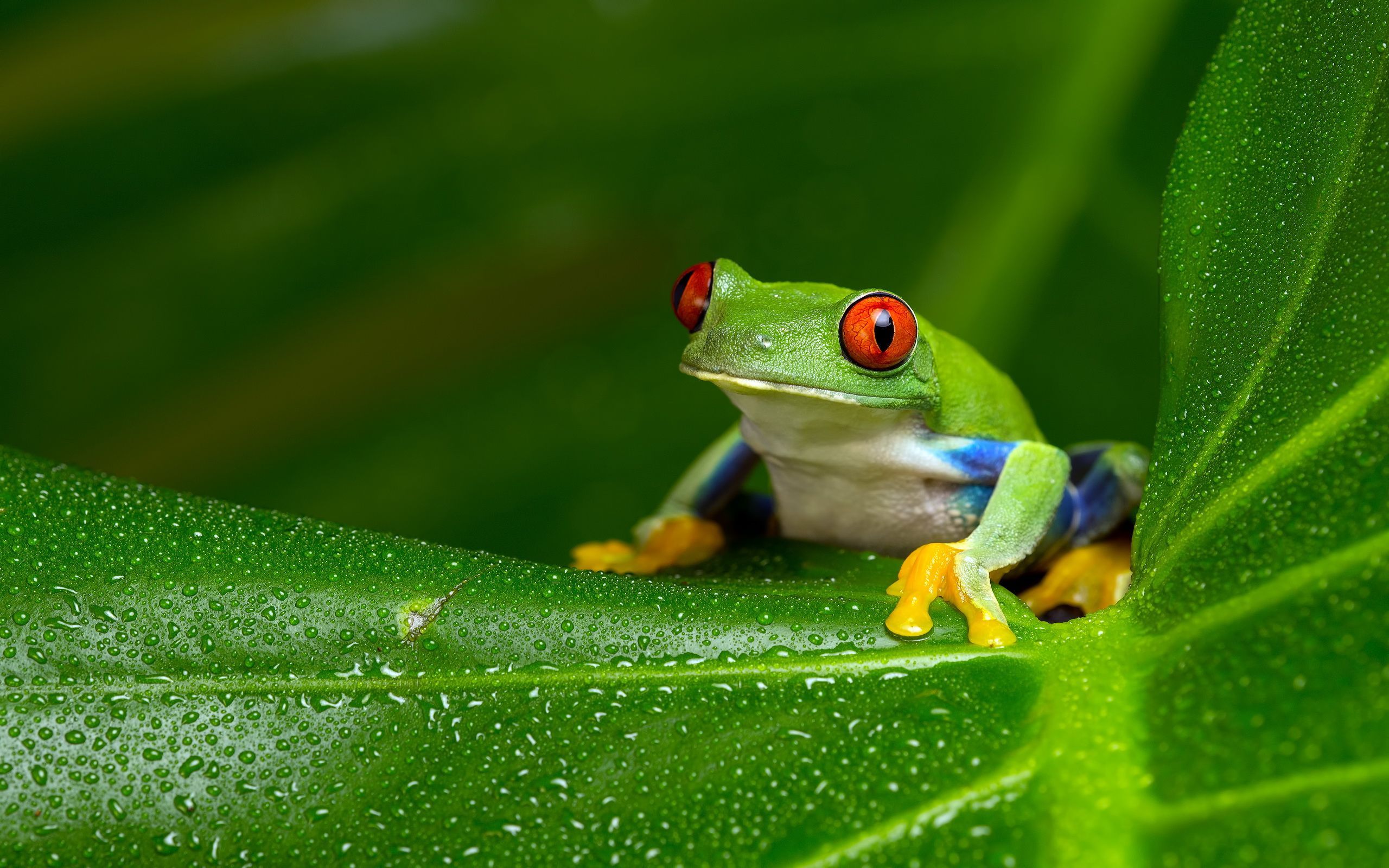 Tree Frog HD Wallpaper and Background