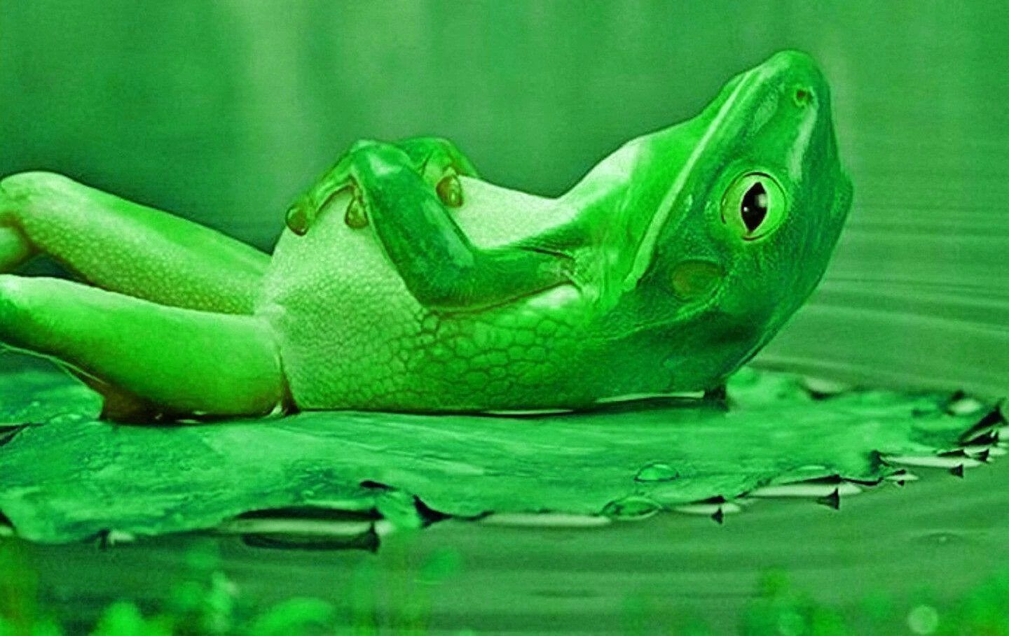 Frog Wallpaper