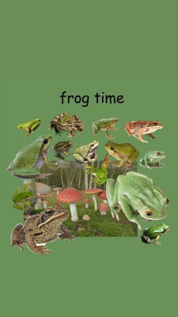 frog wallpaper. Frog wallpaper, Frog picture, Frog