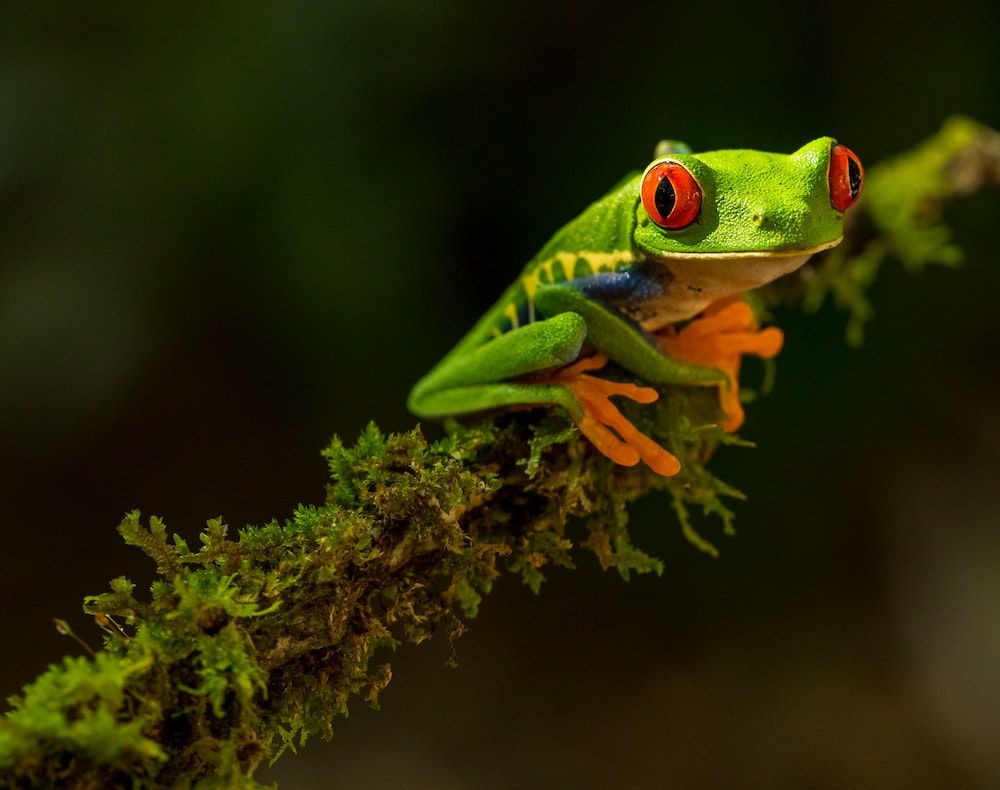 Frog Picture [HD]. Download Free Image