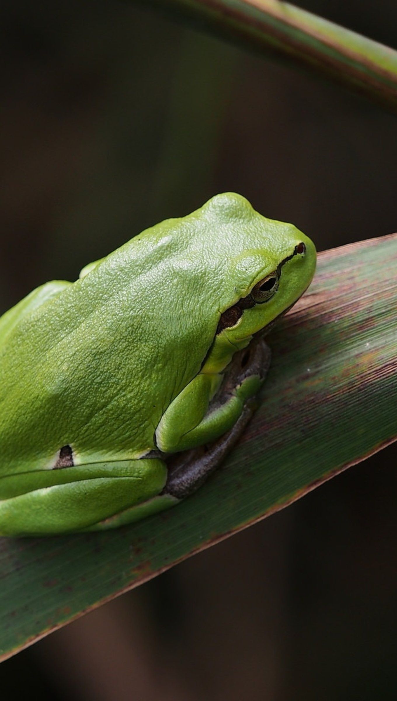 Green frog Wallpaper 4k Ultra HD